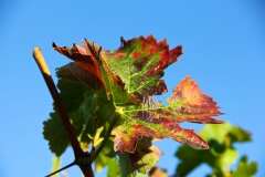 Grapevine-leaf-in-early-Autumen