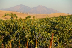 Grapevines-and-Mt.-Diable